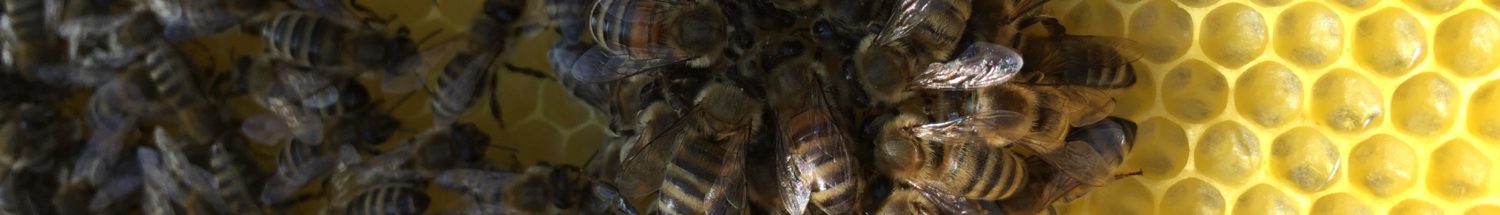 Unsere Bienen